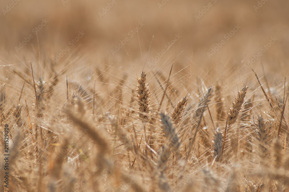 retail of wheat field background