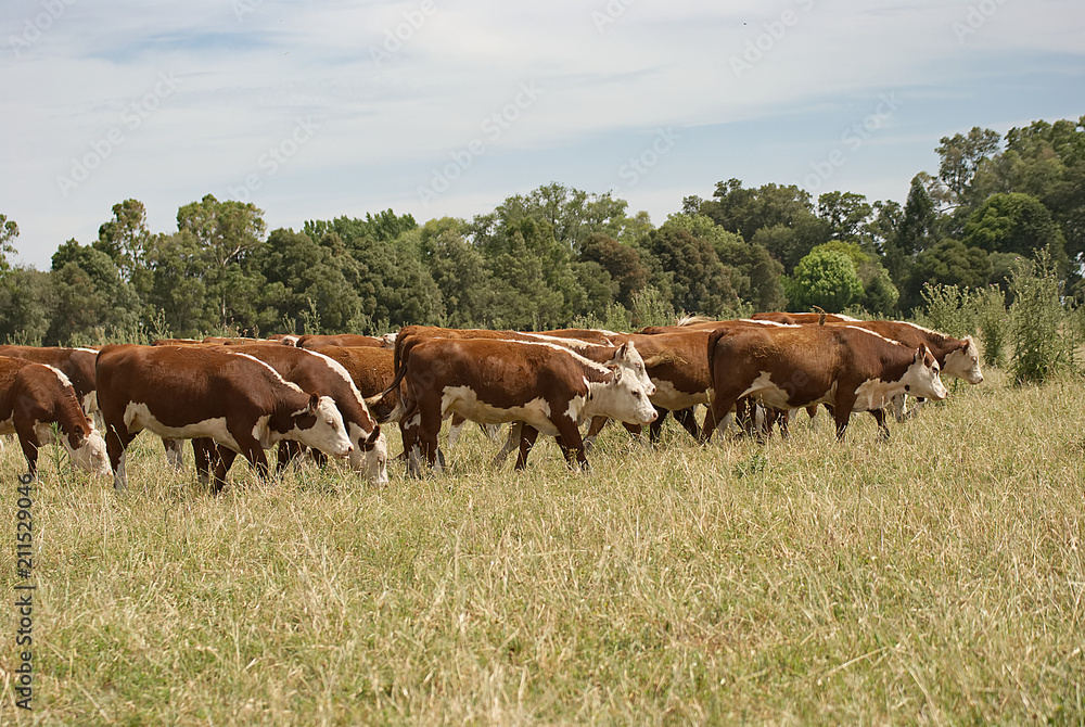 Group of cows in argentina on a field 