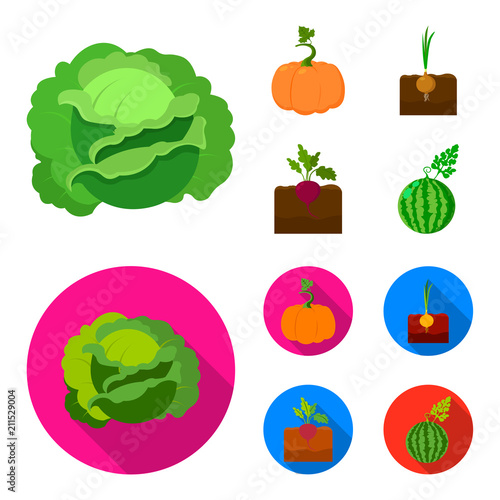 Cabbage, pumpkin, onion, buriak.Plant set collection icons in cartoon,flat style vector symbol stock illustration web. photo