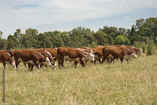 Group of cows in argentina on a field 