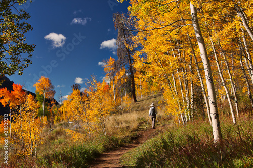 Obraz na plátne Autumn aspens are golden along Colorado's Lilypad Lake Trail near Frisco