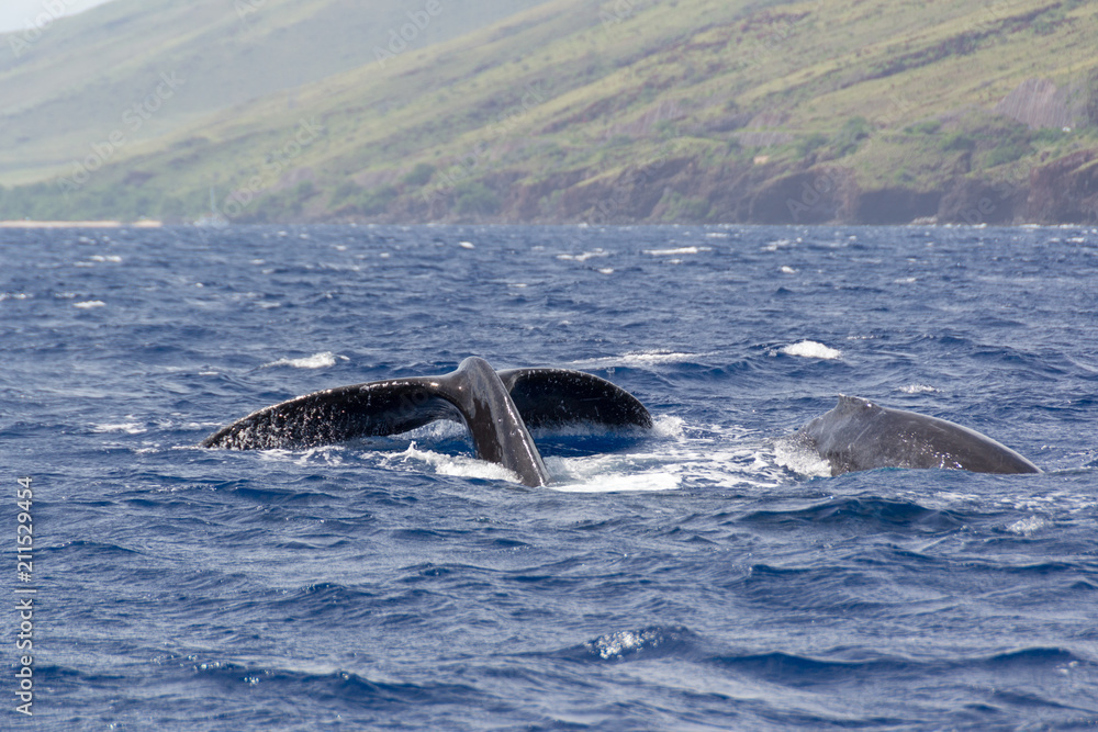 Obraz premium Zwei Wale, Fluke und Rücken auf Maui, Hawaii
