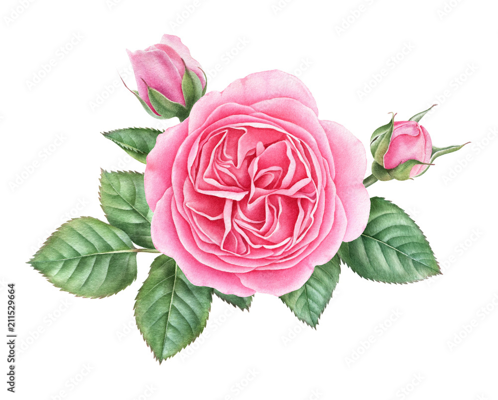 Watercolor pink english rose with buds and leaves isolated on white  background. Hand drawn botanical illustration. Stock Illustration | Adobe  Stock