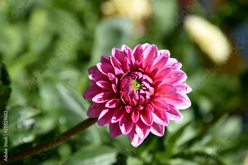 Fototapeta Naklejka Na Ścianę i Meble -  elegant dahlia in the garden