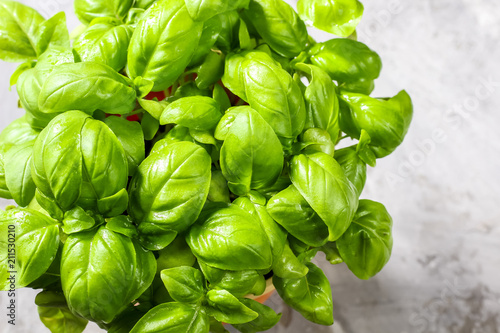 Bunch of fresh basil on concrete background. Fresh green basil with copy space. Top view or flat lay