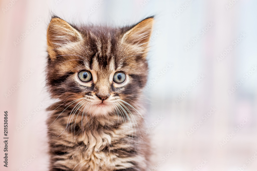 Little striped kitty with a distinct look on a blurry background_