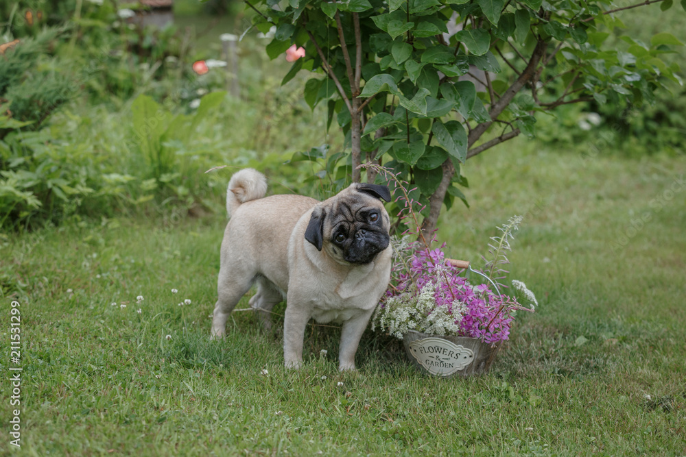 мопс гуляет в летнем саду на травке