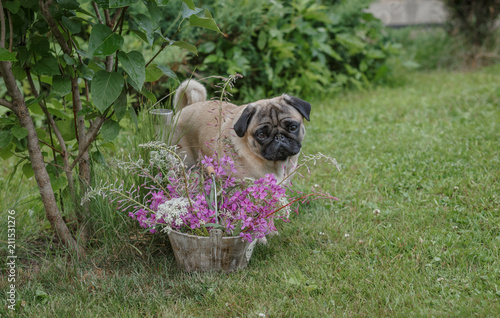 мопс гуляет в летнем саду и любуется цветами