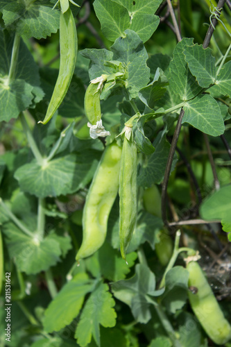 Green peas in the garden. Pods, stems and flowers of the potter. Natural summer background.