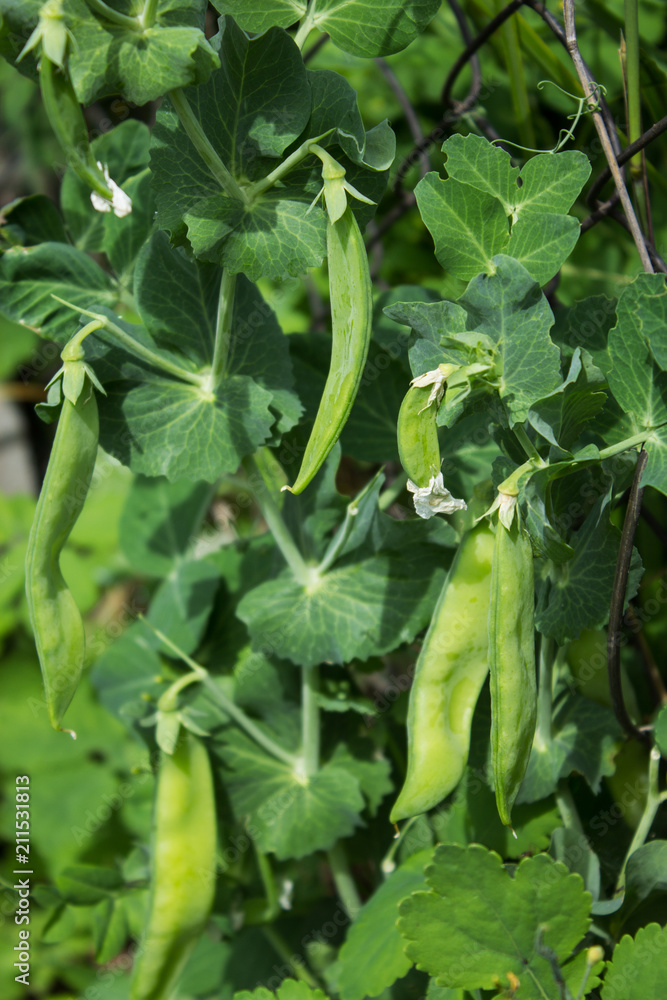 Green peas in the garden. Pods, stems and flowers of the potter. Natural summer background. Green peas in the garden. Pods, stems and flowers of the potter. Natural summer background.