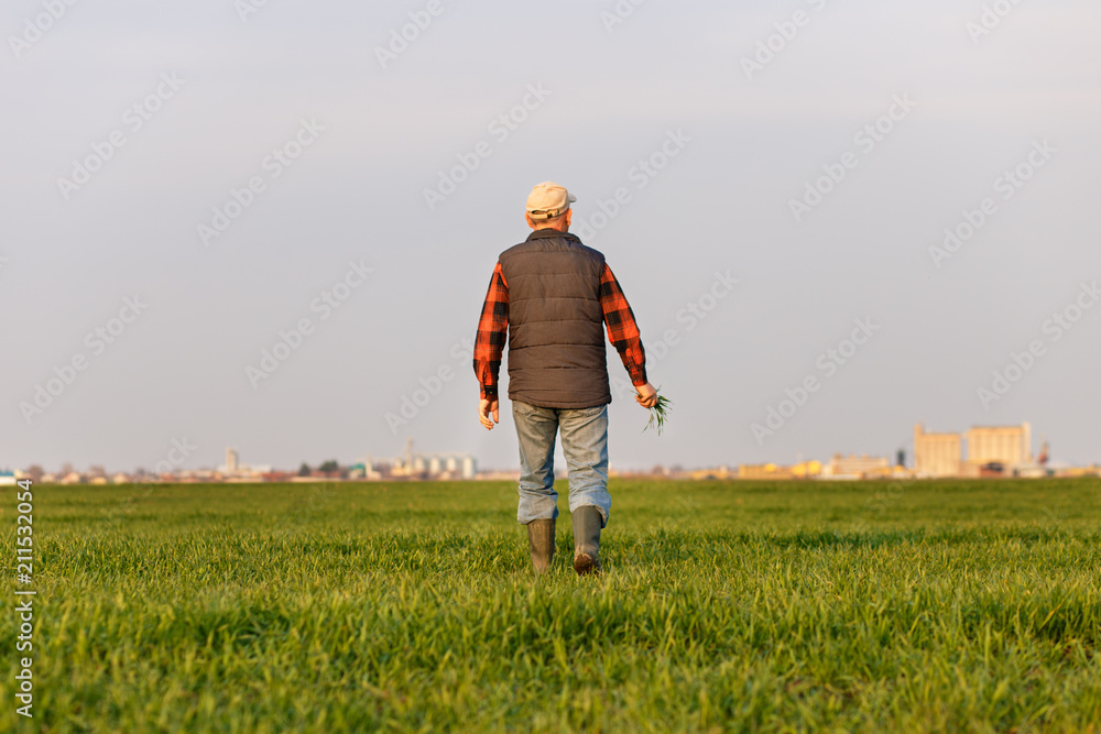 Senior farmer walking in wheat field and examining crop. Senior farmer walking in wheat field and examining crop.