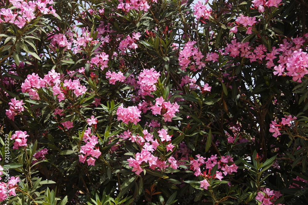 Fototapeta premium blooming rhododendron in spring in Israel