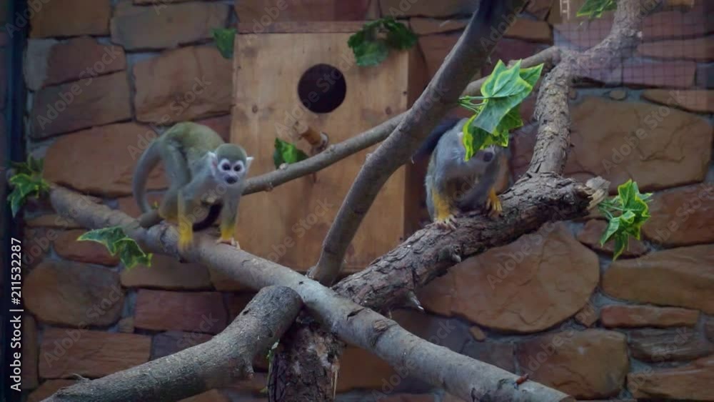 Squirrel Monkey or differently Saimiri (Saimiri sciureus) in the cage. Squirrel Monkey or differently Saimiri (Saimiri sciureus) in the cage.