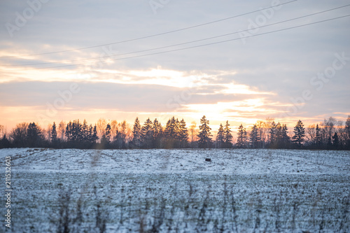 Spruce landscape in open fields in winter. Snowy lands and vanilla sky. Electric wires over teh field.