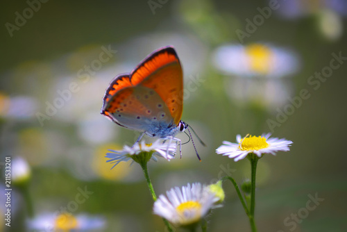 Close up of beautiful butterfly at daisy flower