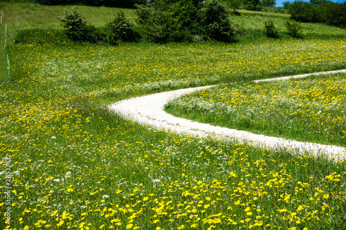 blumenwiese wiese feldweg idyllisch wandern wanderung