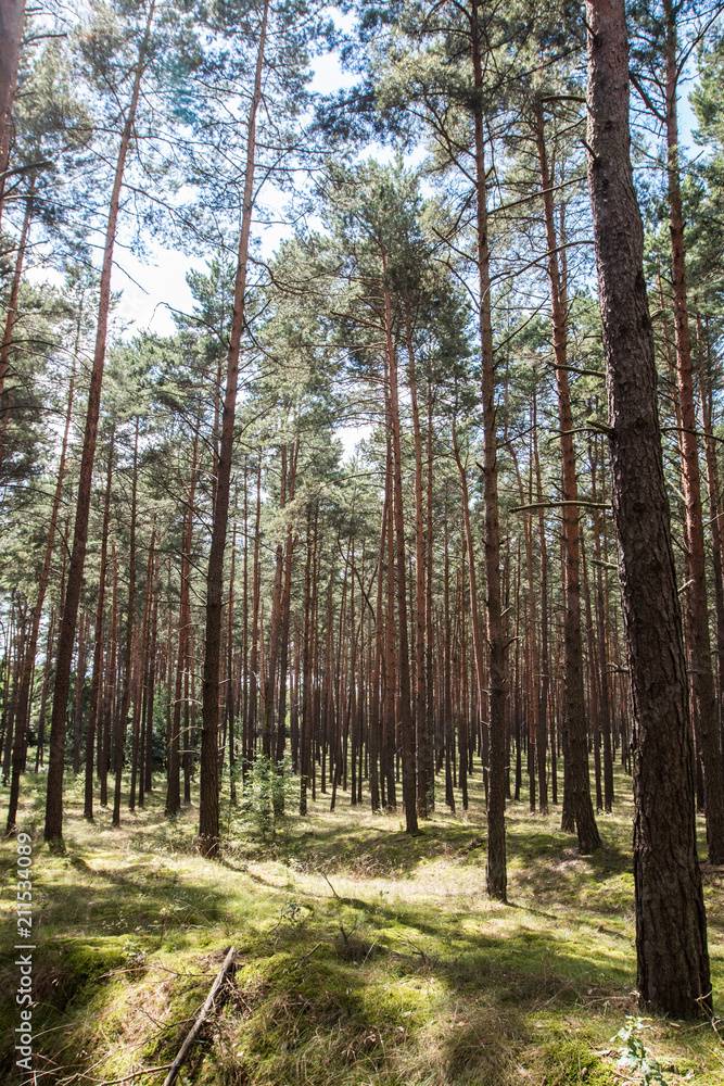 Forest in the summer season