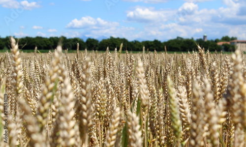 campo di grano in Estate in campagna 