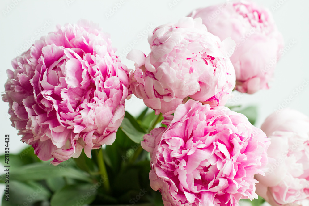 Macro image of beautiful fresh pink peony flower isolated on background with copy space