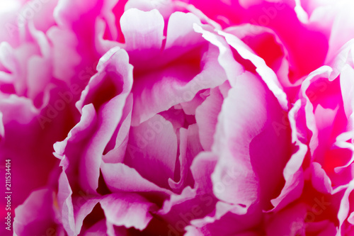 Macro image of beautiful fresh pink peony flower isolated on background with copy space