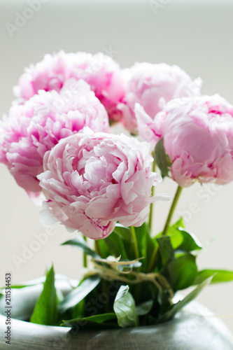Macro image of beautiful fresh pink peony flower isolated on background with copy space