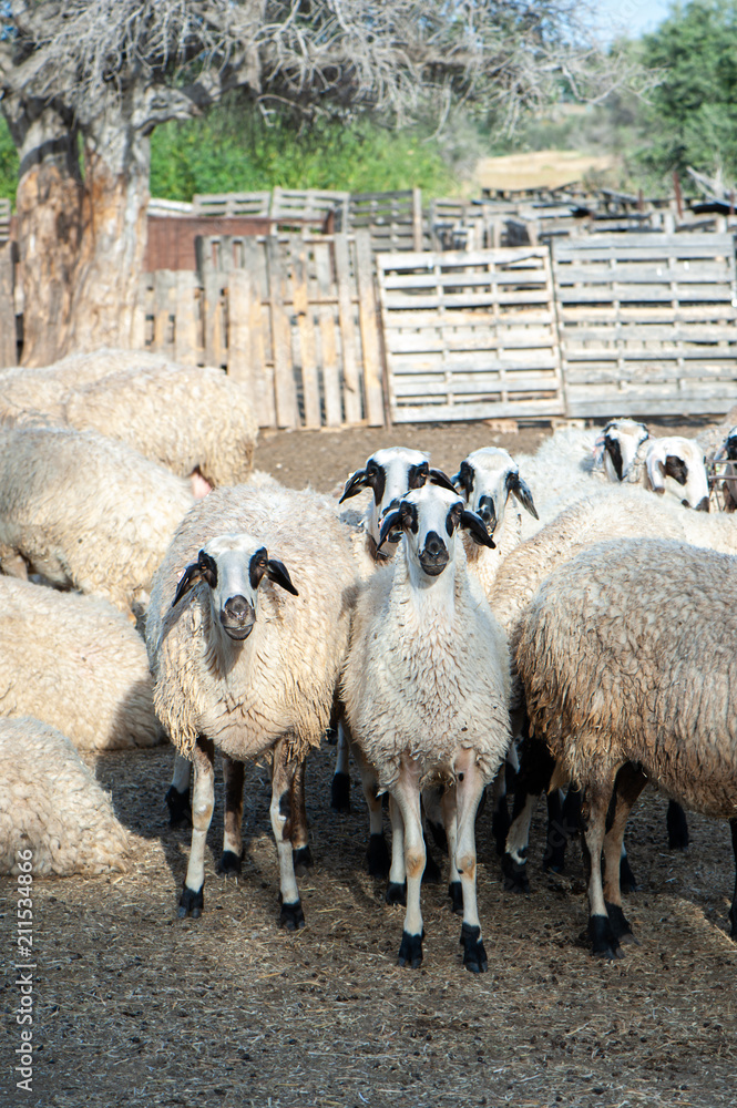 Obraz premium Herd of sheep in a pen, in a colorful village