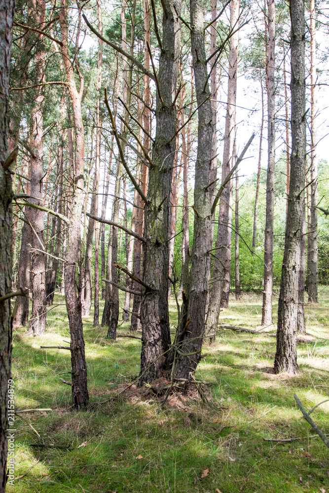 Forest in the summer season