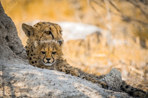 Female cheetah with cub in etosha national park