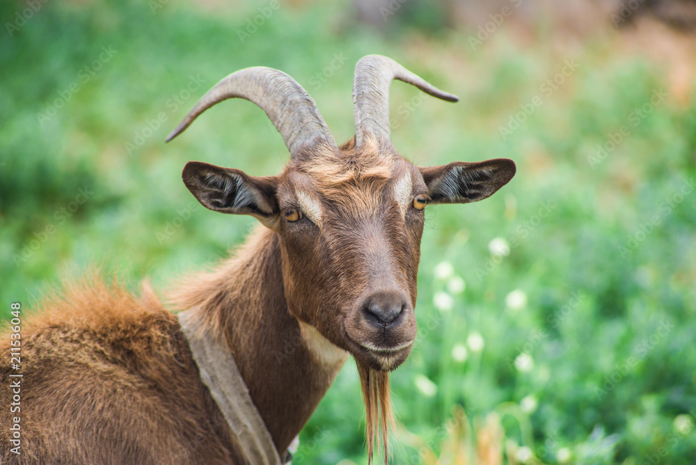 Horned goat close-up, countryside. Horned goat close-up, countryside.