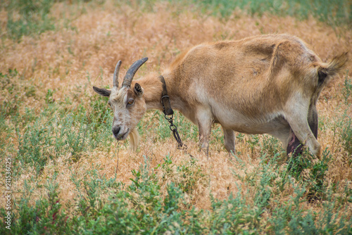 Fototapeta Naklejka Na Ścianę i Meble -  Horned goat close-up, countryside.