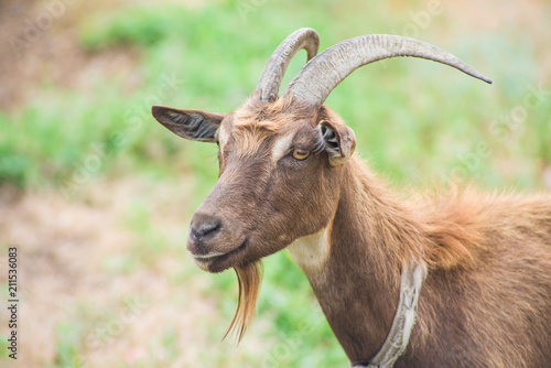 Horned goat close-up, countryside.