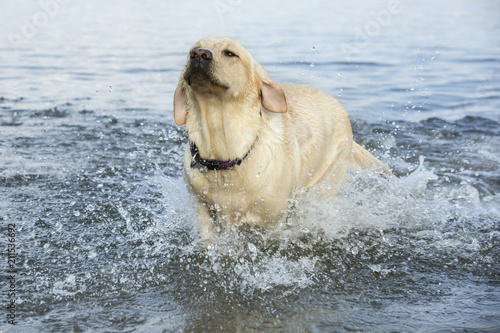 Labrador sprint door het water