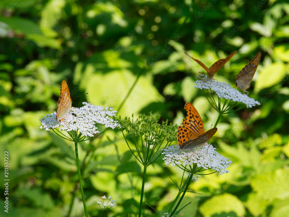 Schmetterlinge auf Blumen