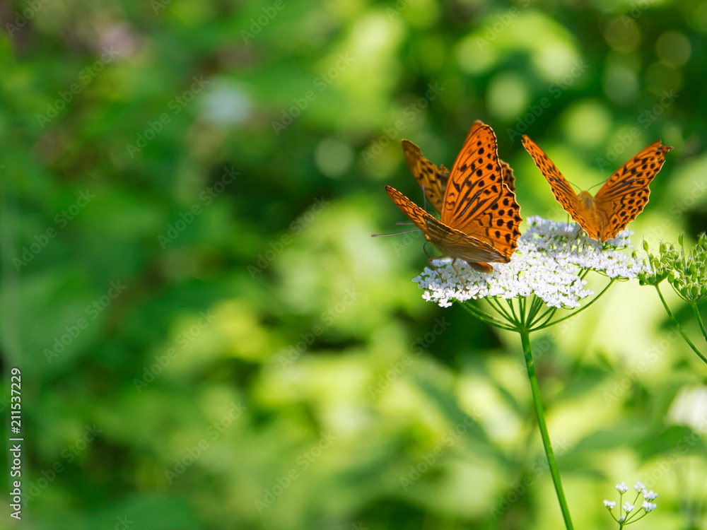 Schmetterlinge auf Blume