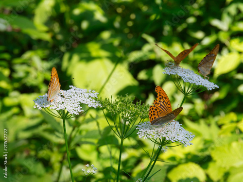 Obraz na płótnie Schmetterlinge auf Blumen w salonie