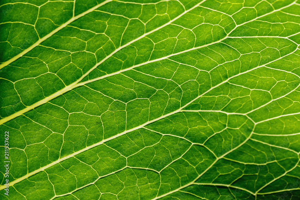 Texture from horseradish leaf close-up Texture from horseradish leaf close-up