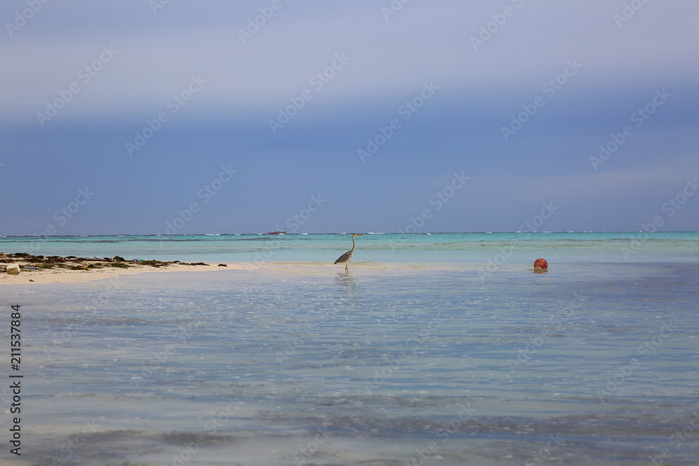 Beautiful nature tropical landscape view. Maldives, Indian Ocean. Alone bird in beautiful turquoise water near coast line. 