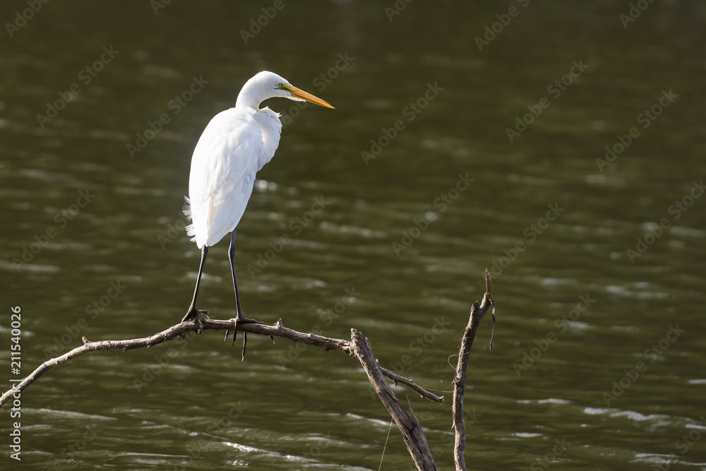 Egret Egret