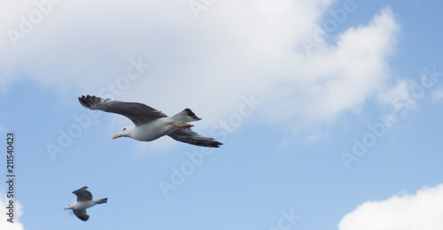 Seagull in the sky © Anna
