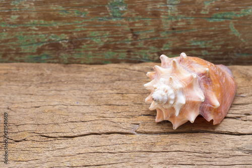 marine conch shell on the table