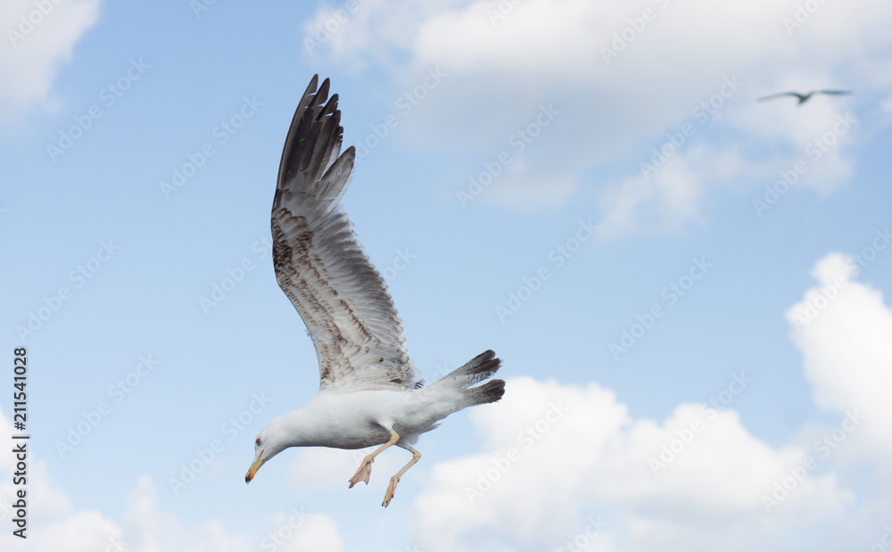Obraz premium Seagull in the sky