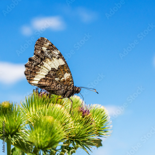 Weißer Waldportier Aulocera circe auf einer Distel photo