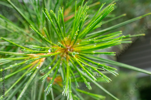 Raindrops on pine needles