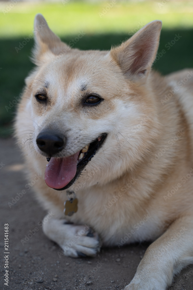 Portrait of dog at park