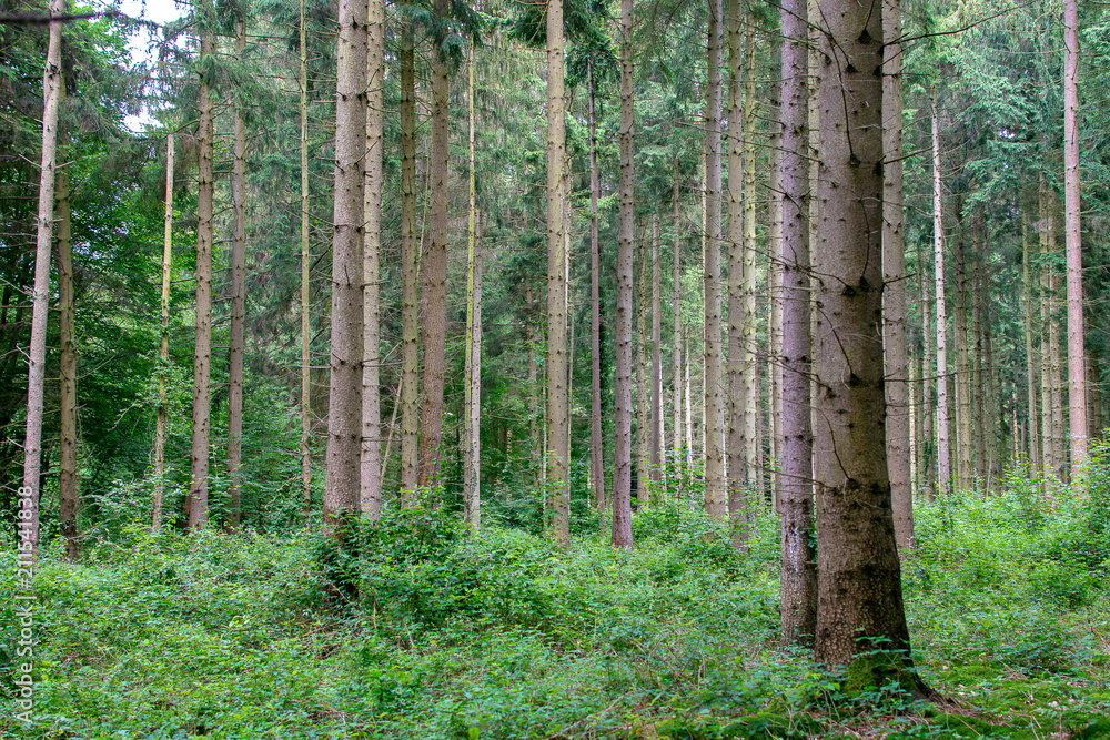 Forest, Kottenforst Forest, Kottenforst