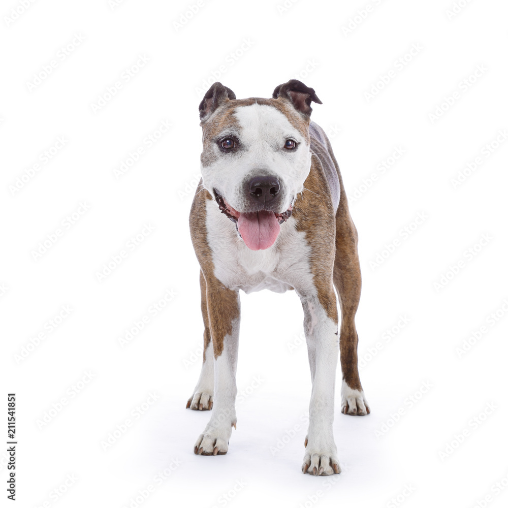 chien de race american Staffordshire terrier senior sur fond blanc