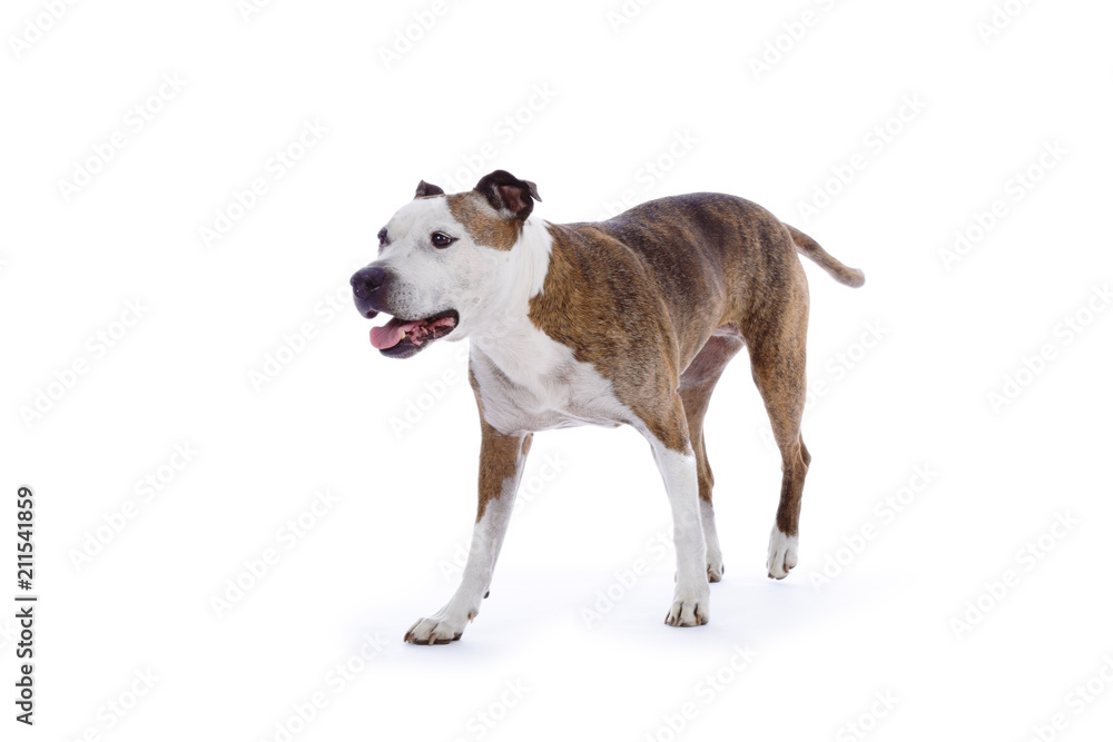 chien de race american Staffordshire terrier senior sur fond blanc
