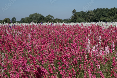 Wallpaper Mural Flower fields with colourful delphiniums, in Wick, Pershore, Worcestershire UK.  Torontodigital.ca