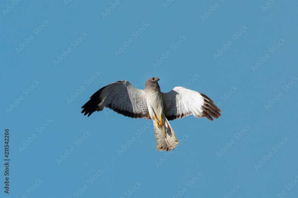 Obraz premium Extremely close view of a male Northern harrier flying, seen in the wild near the San Francisco Bay
