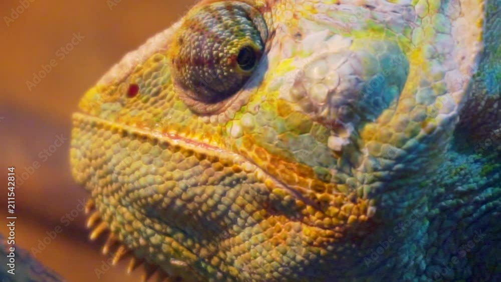 Amusing portrait of adult chameleon closeup. Amusing portrait of adult chameleon closeup.